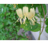 Жимолость японська  золотисто-сітчаста «Ауреоретикулата» ( Lonicera japonica «Aureoreticulata»)